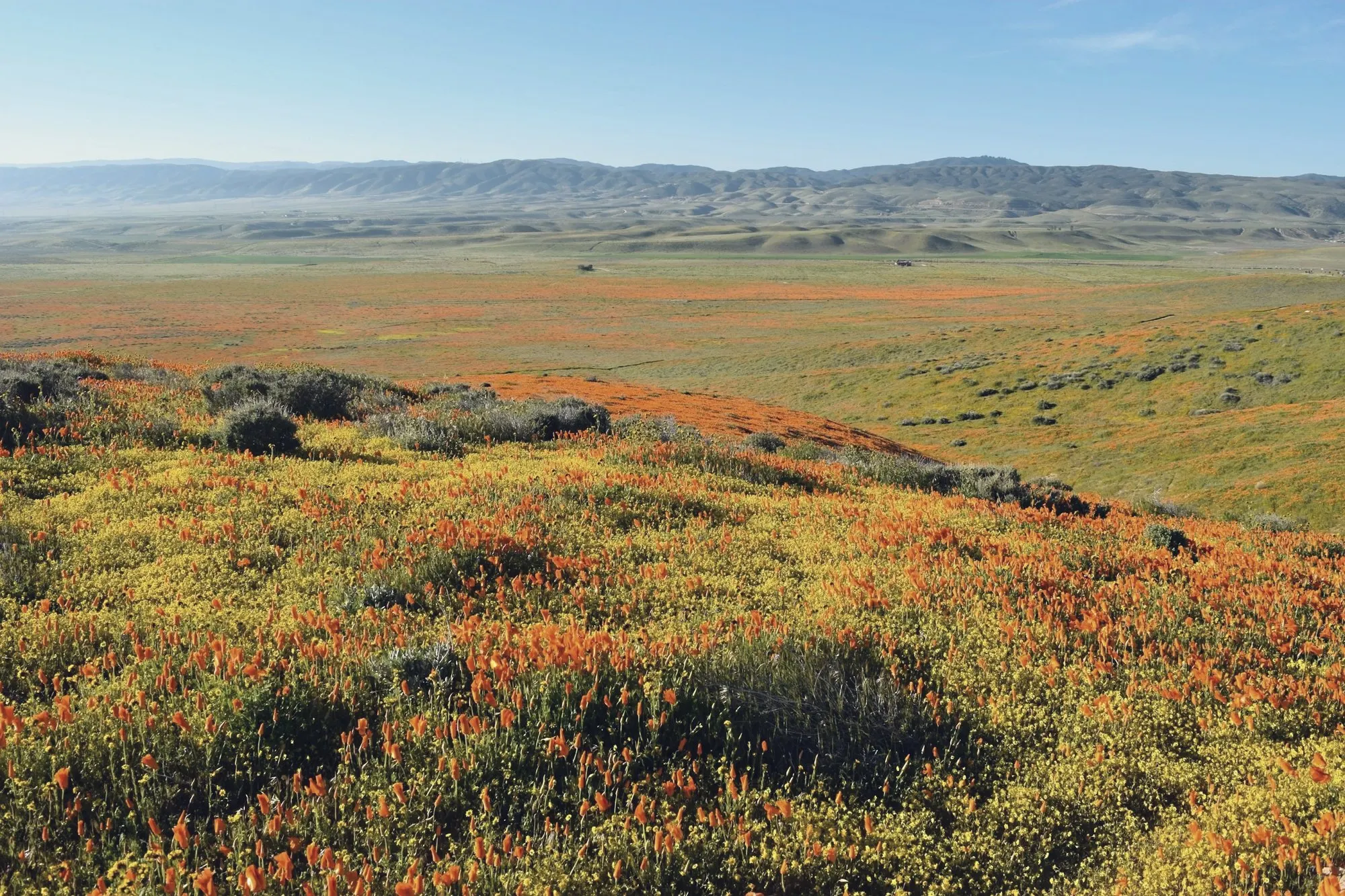 Orange poppies and wildflowers covering rolling hills in the Antelope Valley.