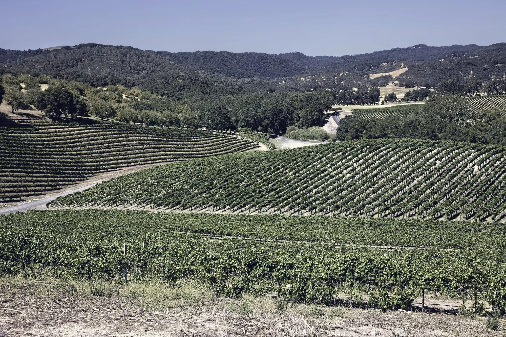 Rolling vineyard rows across green California hills.